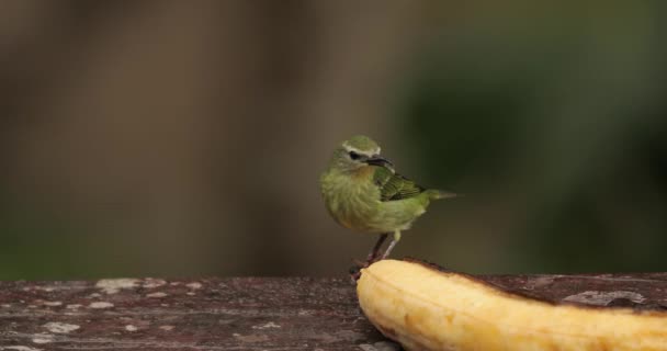 Małe ptaki tropikalne w lesie deszczowym, pnącze miodowe z czerwonymi nogami — Wideo stockowe