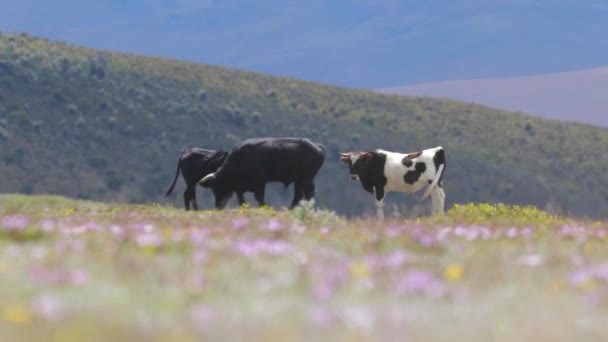 Бык стоит на поле — стоковое видео
