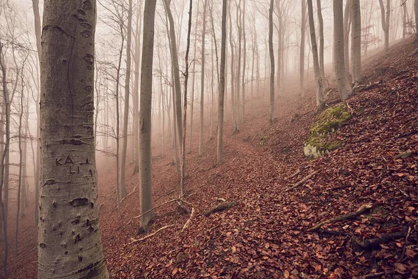 Podzimní mlha lesa — Stock fotografie