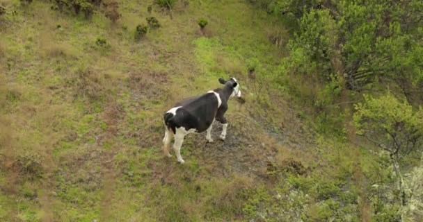 Выпас коров на горном поле — стоковое видео