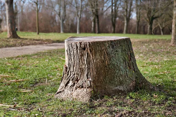 Tombe d'un arbre haché — Photo