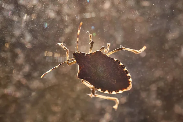 Stink bug gros plan sur la fenêtre — Photo
