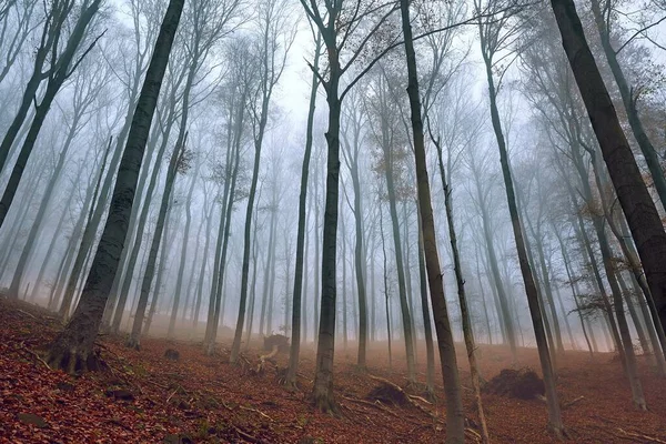 Herbstlicher Waldnebel — Stockfoto