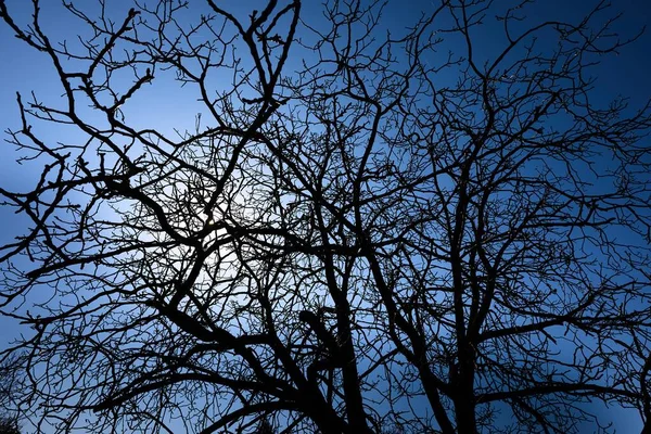 Bare tree branches — Stock Photo, Image