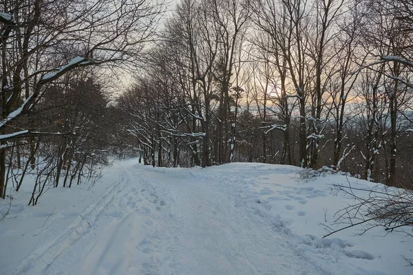 Winter forest path walk — Stock Photo, Image