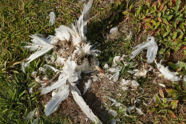 Cuerpo de pájaro muerto descomponiendo gaviota — Foto de Stock