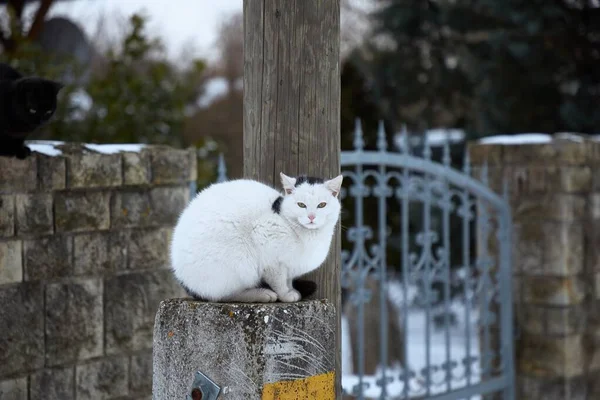 Kot w zimowej wiosce — Zdjęcie stockowe