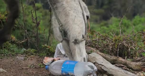 Asino alla ricerca di alimentazione tra spazzatura — Video Stock