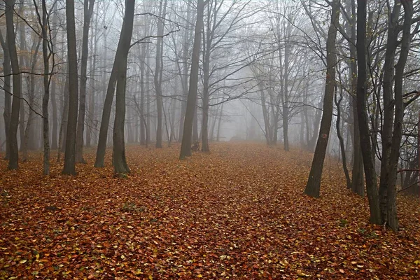 Nebbia foresta autunno nudo — Foto Stock