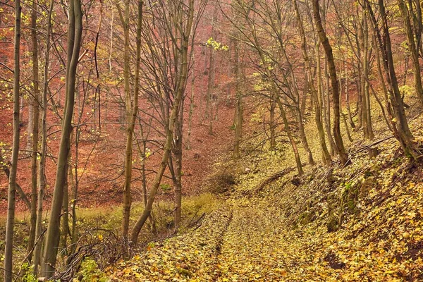 Camino del bosque otoñal entre árboles — Foto de Stock