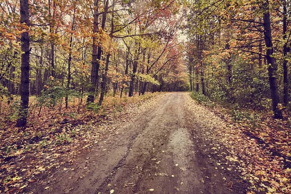Jesienna ścieżka lasu — Zdjęcie stockowe