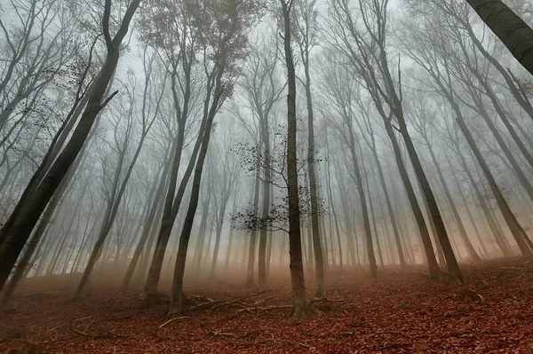 秋の森霧 — ストック写真