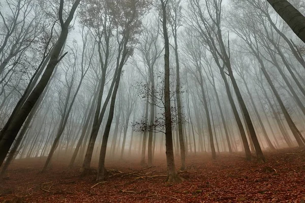 Nebbia foresta autunnale — Foto Stock