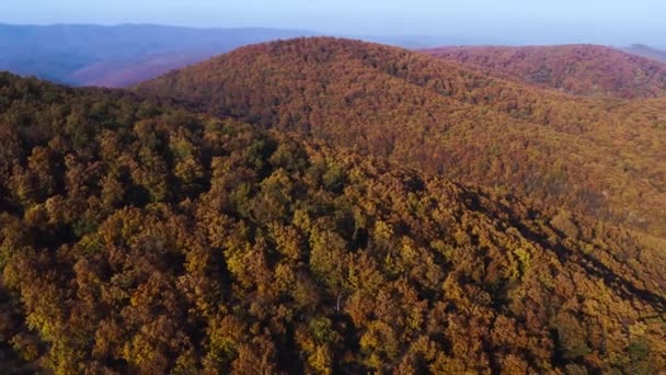 가을 숲 언덕 위의 공중 드론 영상 — 비디오