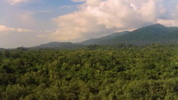 Floresta tropical, Floresta húmida exuberante — Vídeo de Stock