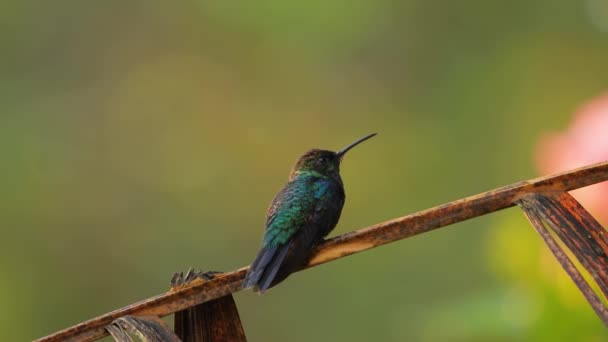 Colibri sitter på en gren och flyger iväg — Stockvideo