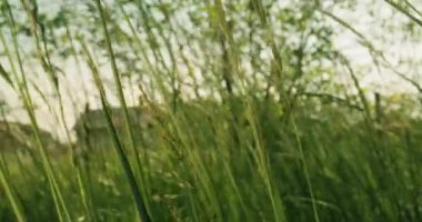 Uzun yeşil çimenler yakın plan