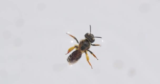 Bee suffering and being weak — Stock Video