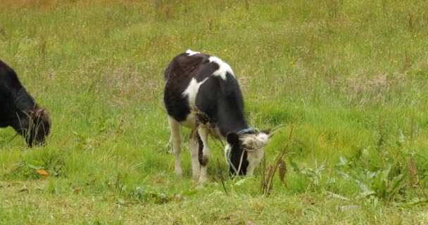 Дитячі корови пасуться на гірському полі — стокове відео
