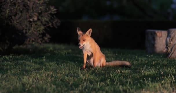 Fox v noci na venkově — Stock video
