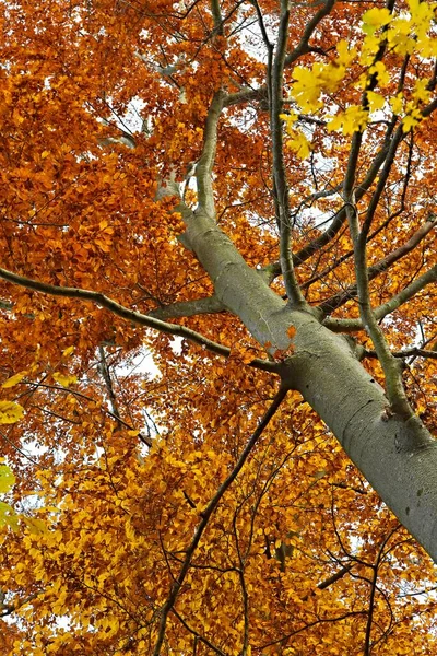 Herbstblätter — Stockfoto