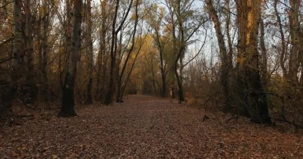 Paseo por el parque de otoño — Vídeo de stock