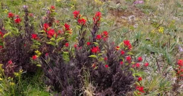 Gentian blomma i brisen — Stockvideo