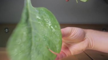 Taze yeşil ıspanak yaprakları yiyeceğe döküldü.