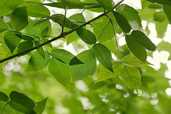 Groene bladeren van de lente — Stockfoto