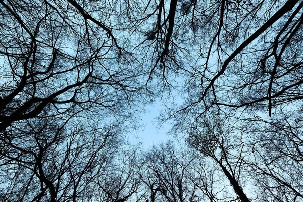 Branches d'arbres nus — Photo