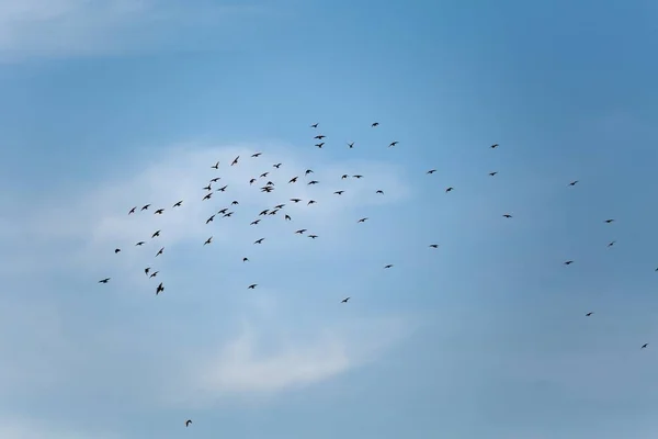 Birds flying in cloudy sky — Stock Photo, Image