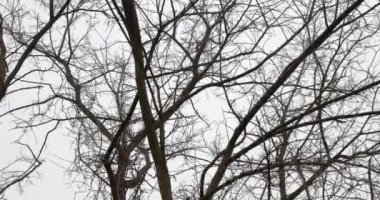 Rüzgarda çıplak ağaç dalları