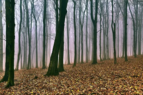 Autumn Forest Fog — Stock Photo, Image