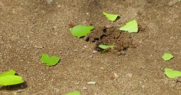 Hormigas cortadoras de hojas en la colonia de construcción de trabajo — Vídeo de stock