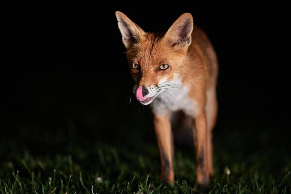 Wild red fox on a field at night