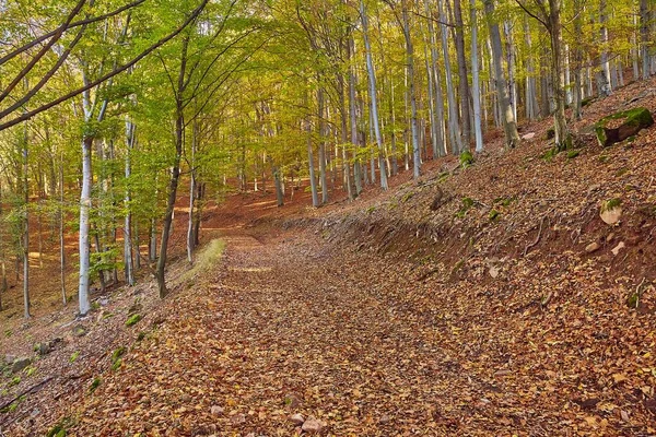 Sentier forestier d'automne — Photo