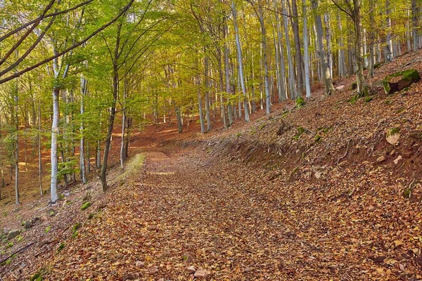 Caminho da floresta de outono — Fotografia de Stock