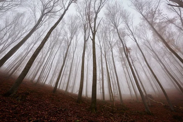 Őszi erdei köd — Stock Fotó