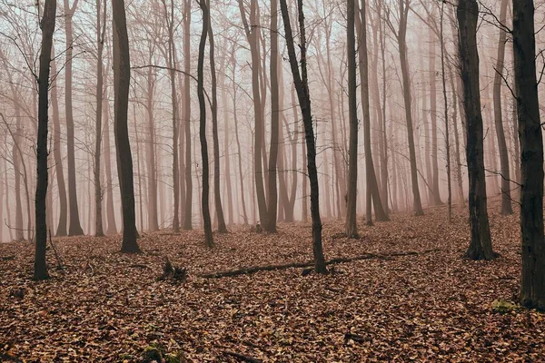 Brouillard forestier d'automne — Photo