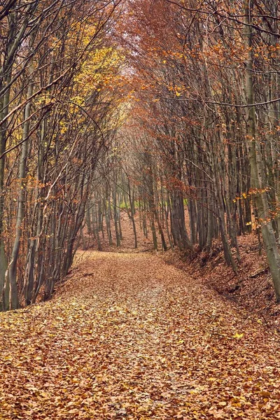 秋天森林之路 — 图库照片