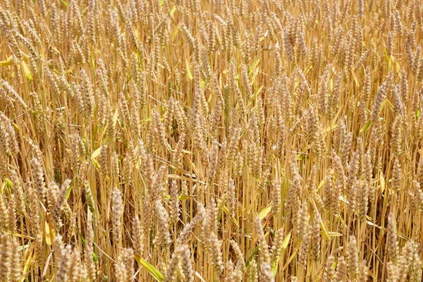 Wheat field detail — Stock Photo, Image