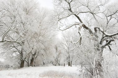 Kış sezonunda Frost ile kaplı ağaçlar