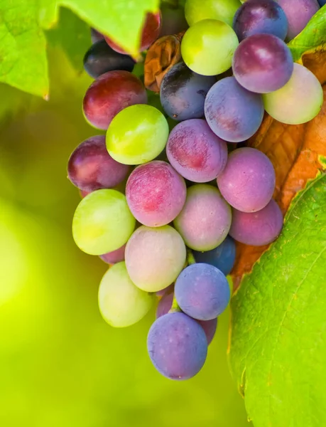 Uvas Diferentes Colores — Foto de Stock