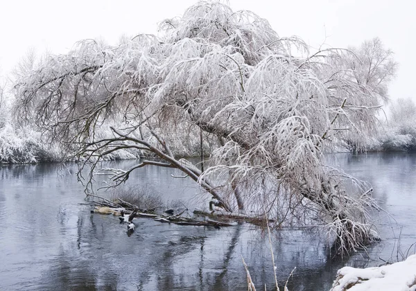 Дерево Покрытое Снегом Расположенное Воде — стоковое фото