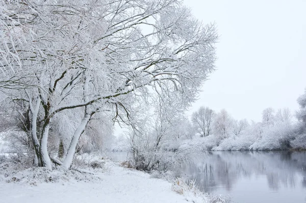 Árvores Cobertas Neve Estação Inverno — Fotografia de Stock