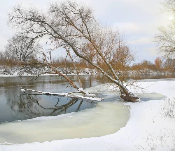 雪で覆われた冬の川と木々 — ストック写真
