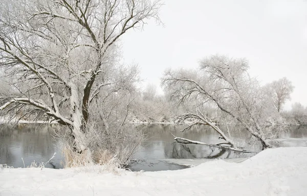 Trees Covered Frost Located Water — Stock Photo, Image