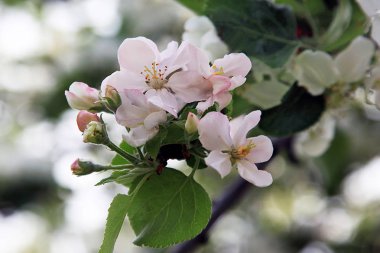 Bahar çiçek çiçek açan bir elma ağacı bahar. Doğal bahar çiçek peyzaj, closeup bahar bahçede çiçek açan bahar elma çiçeği
