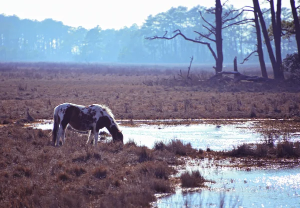 Horses Chincoteague Island Virginia — Stock Photo, Image