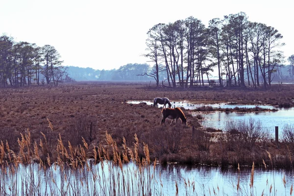 Horses Chincoteague Island Virginia — Stock Photo, Image